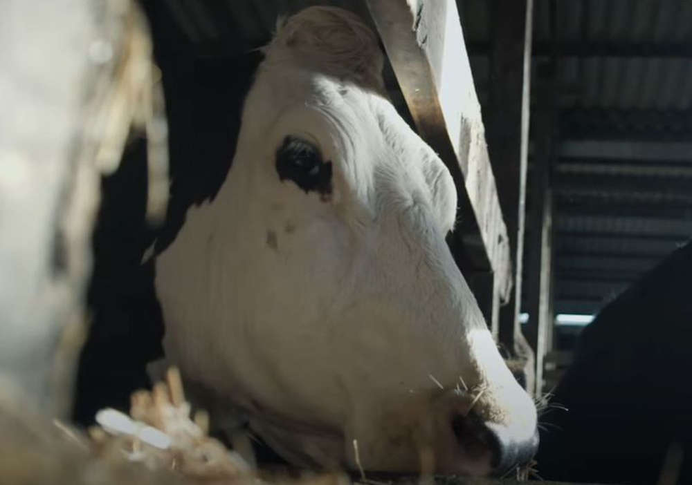 Cow (2021)