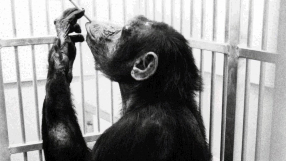 Primate