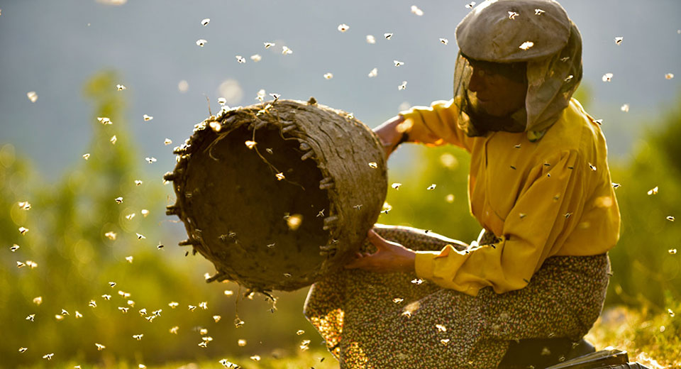 Honeyland Honeyland