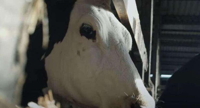 Cow (2021)